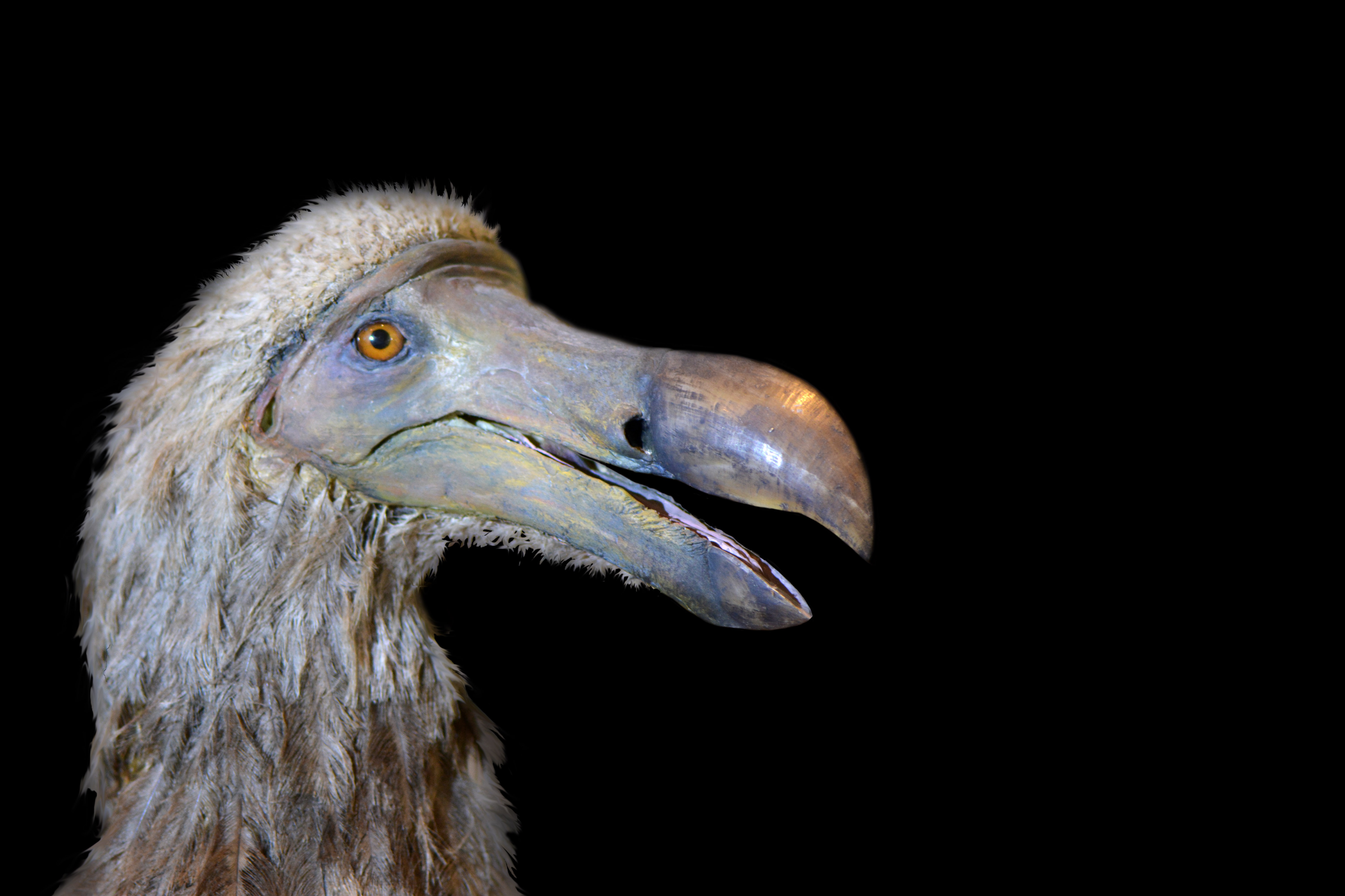dodo2