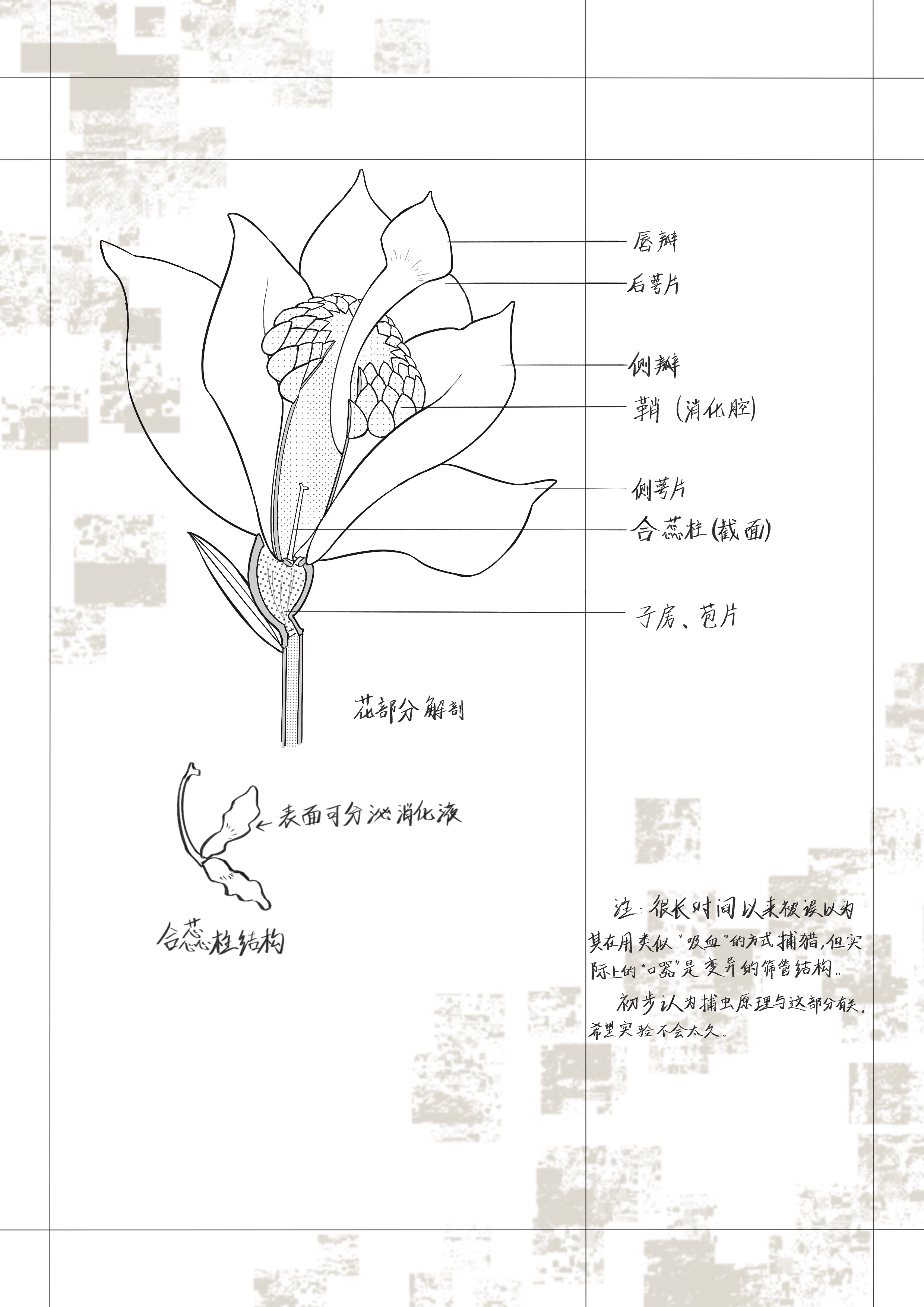 吸血鬼兰.jpg