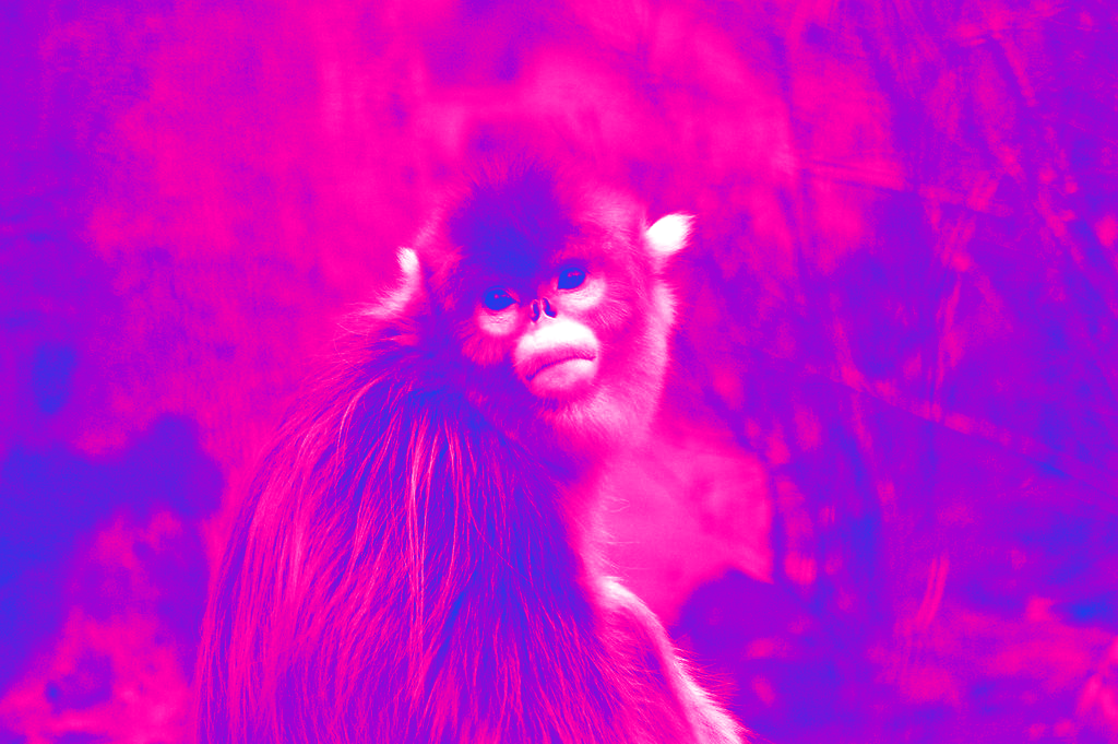 frank.png