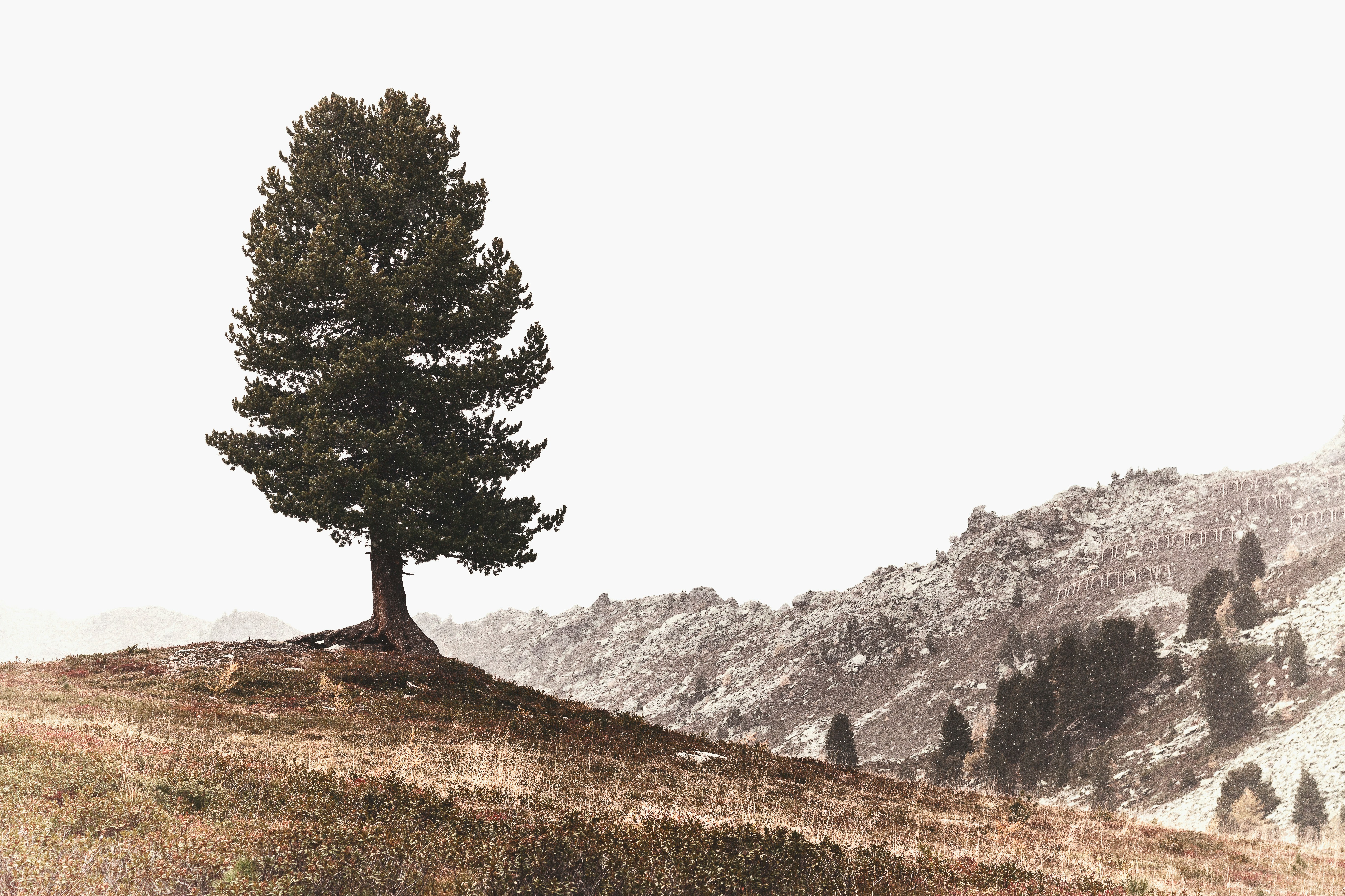 pine
