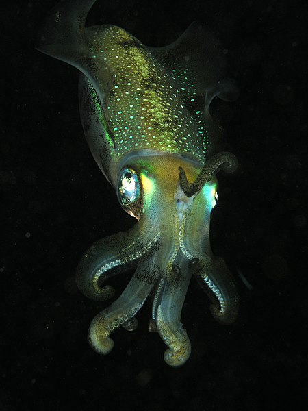 squid.jpg