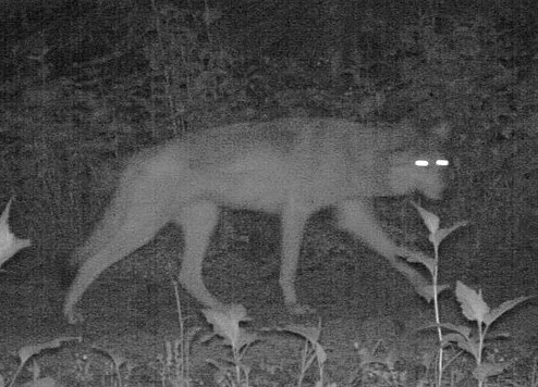 scarydog.jpg