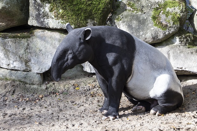 animal-1734462_640.jpg