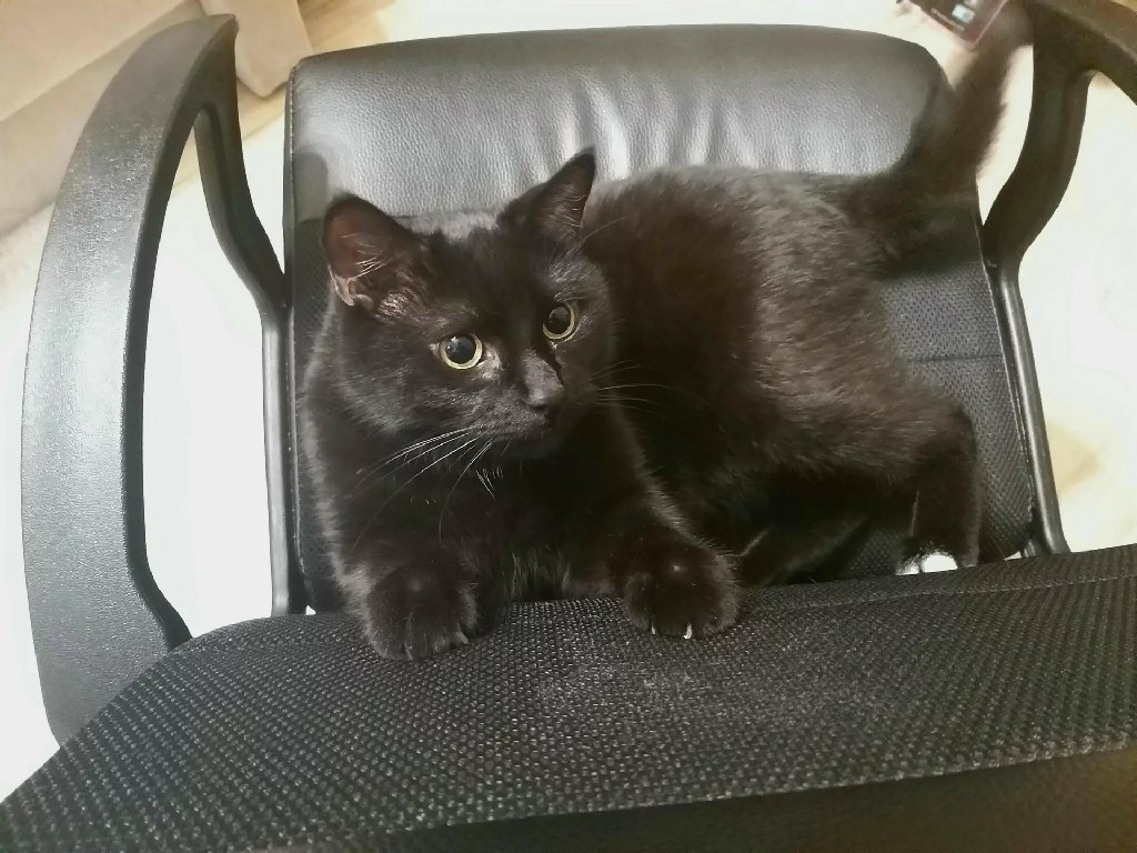 cat.jpg