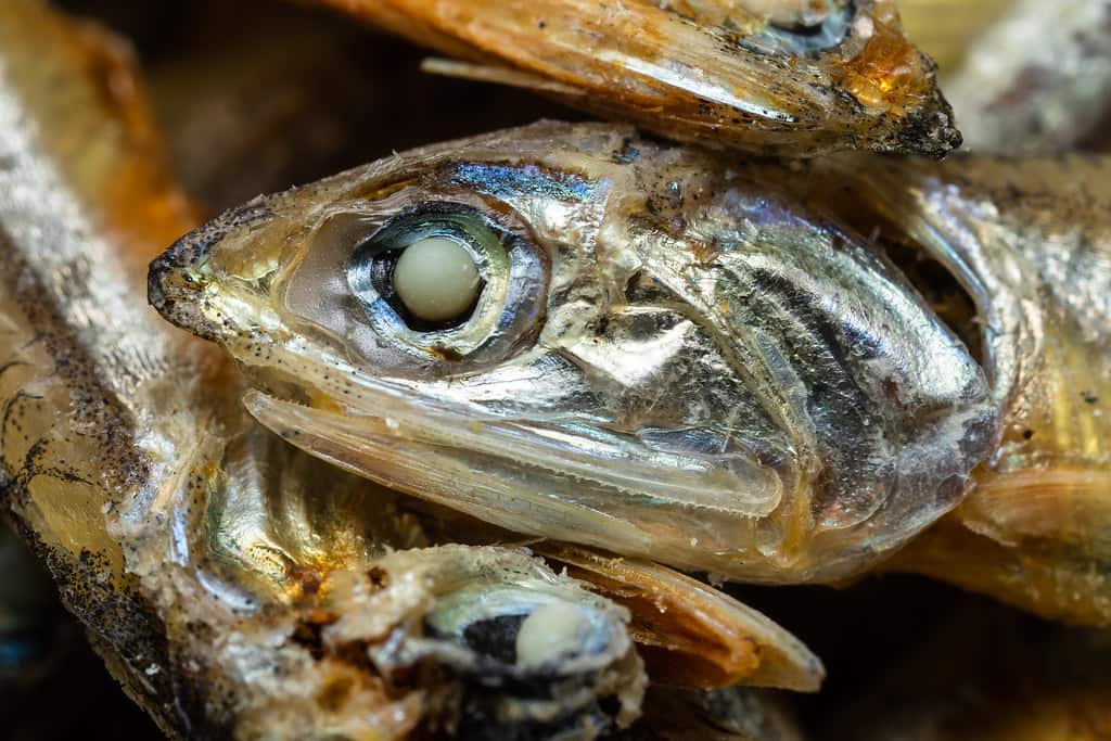 fishfood.jpg