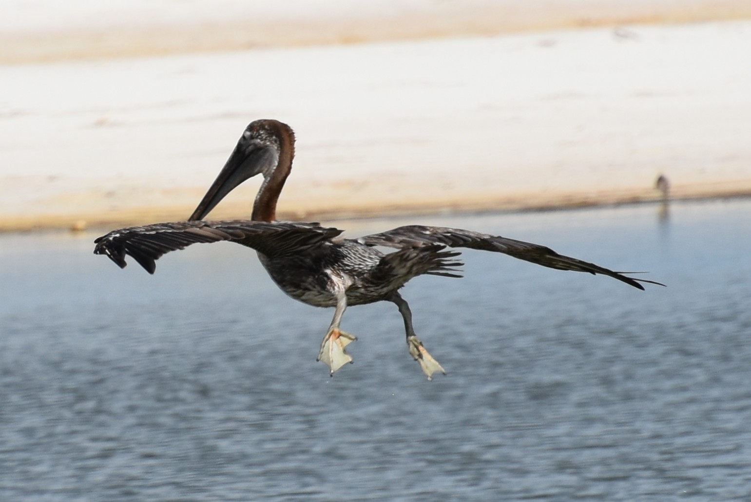 BrownPelican,Juvenile,Flight.JPG