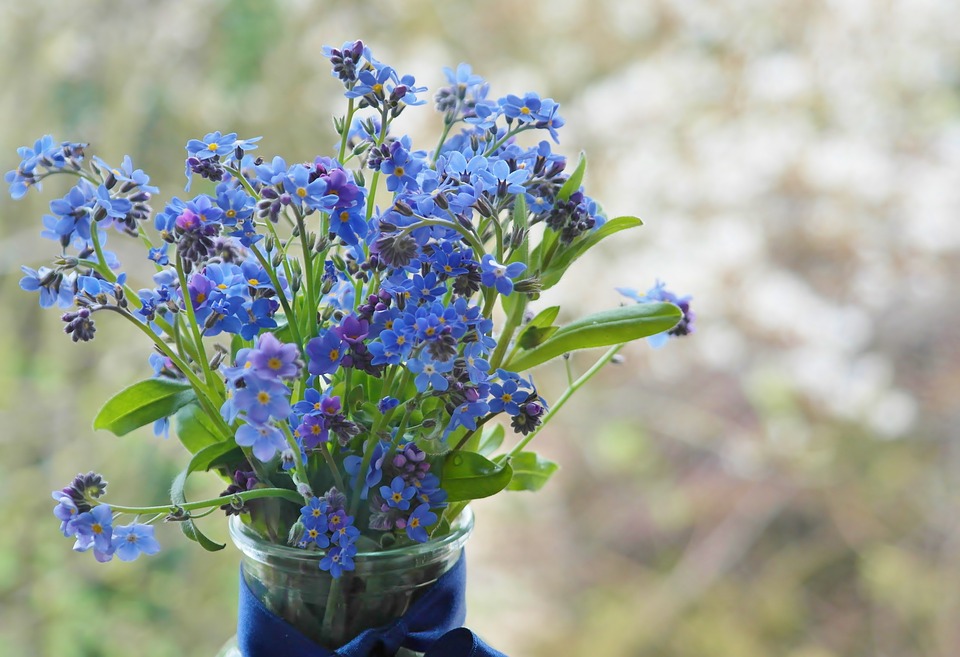 forget-me-not-1337045_960_720.jpg
