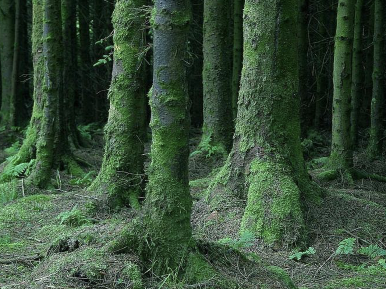 forest.jpg