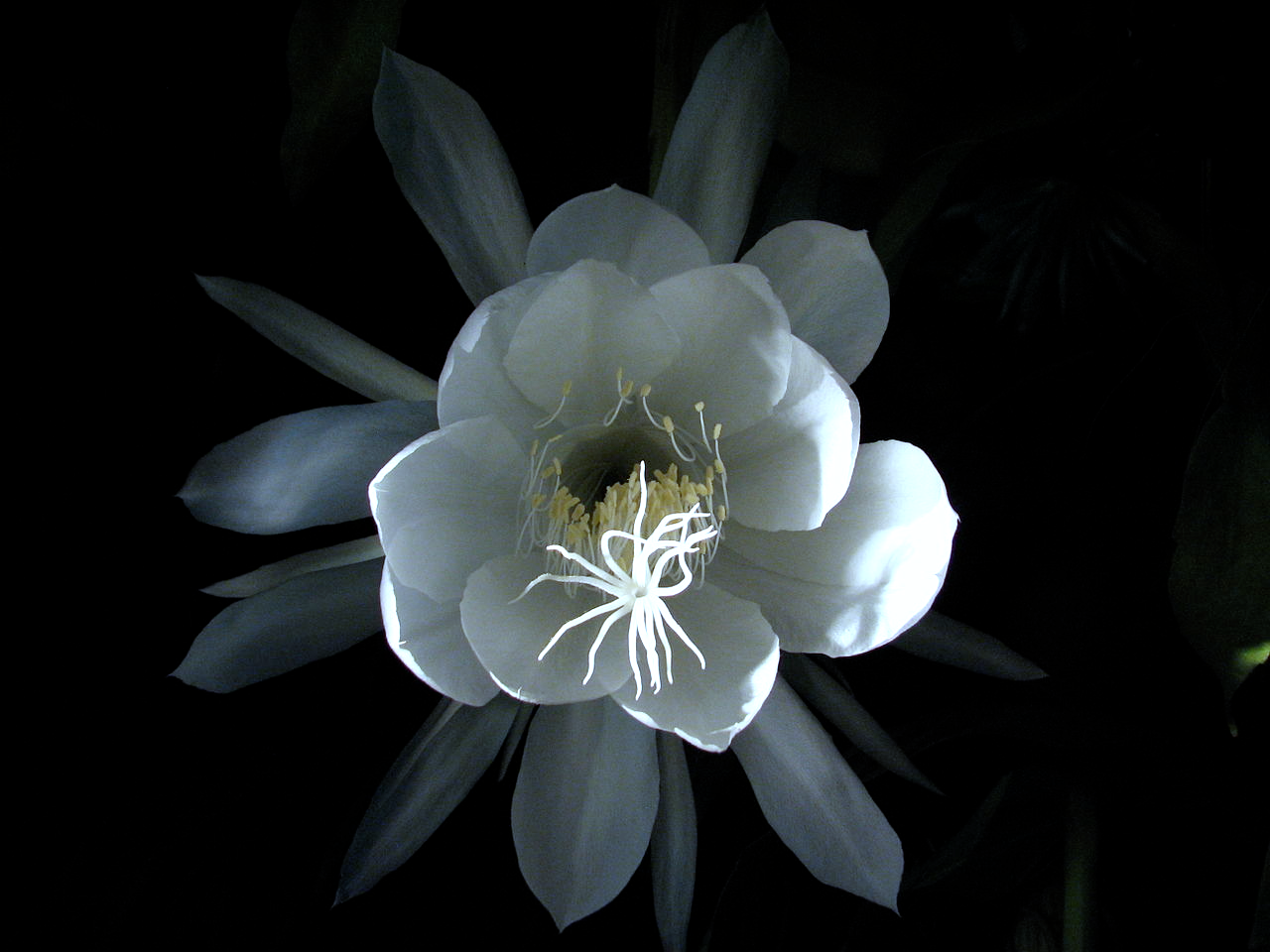 Epiphyllum-oxypetalum-whitelight-front-long.png