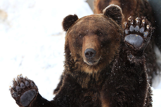 bearbear.jpg