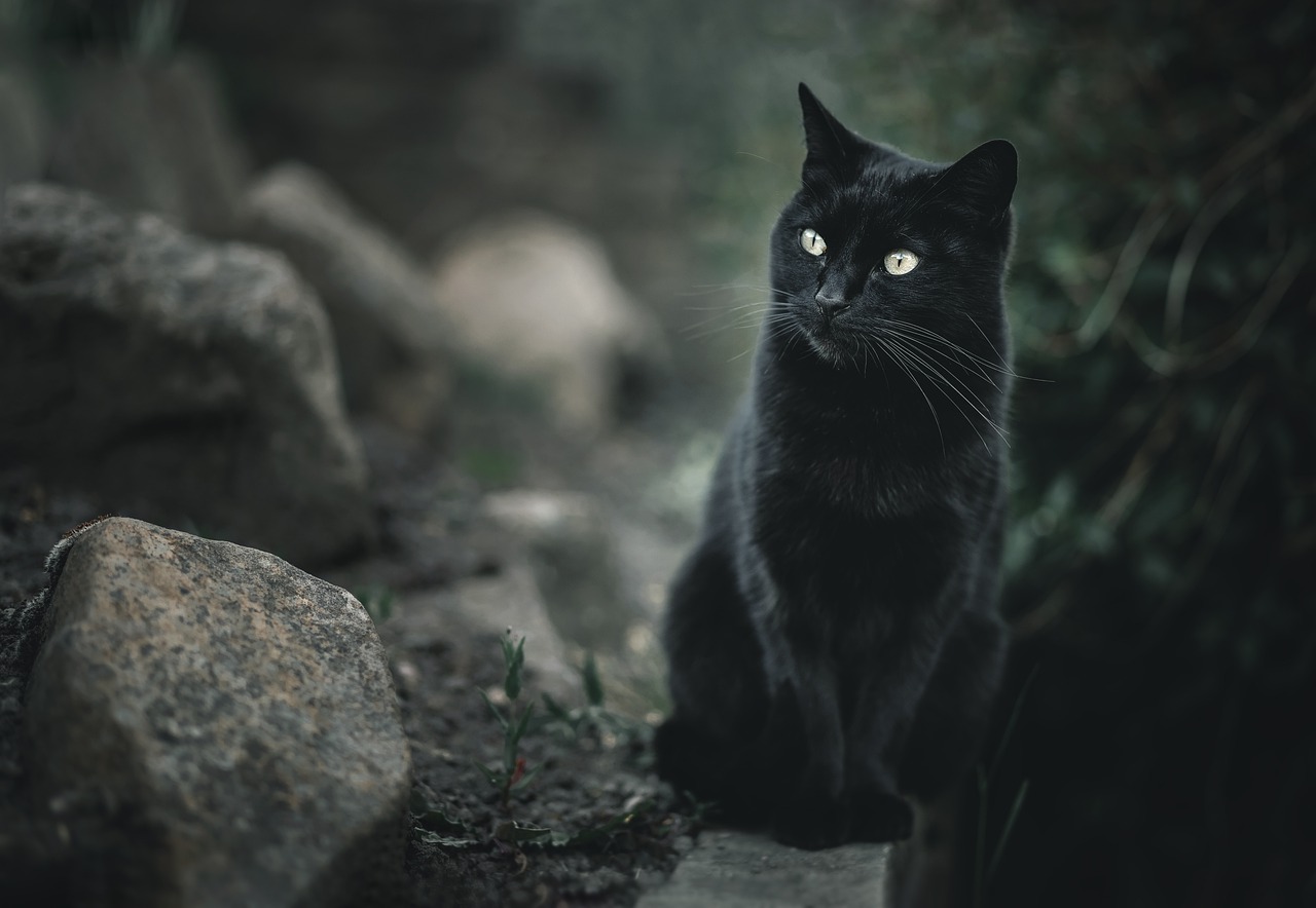 Ogata正在谨慎地巡视他的领地 黑猫猫1