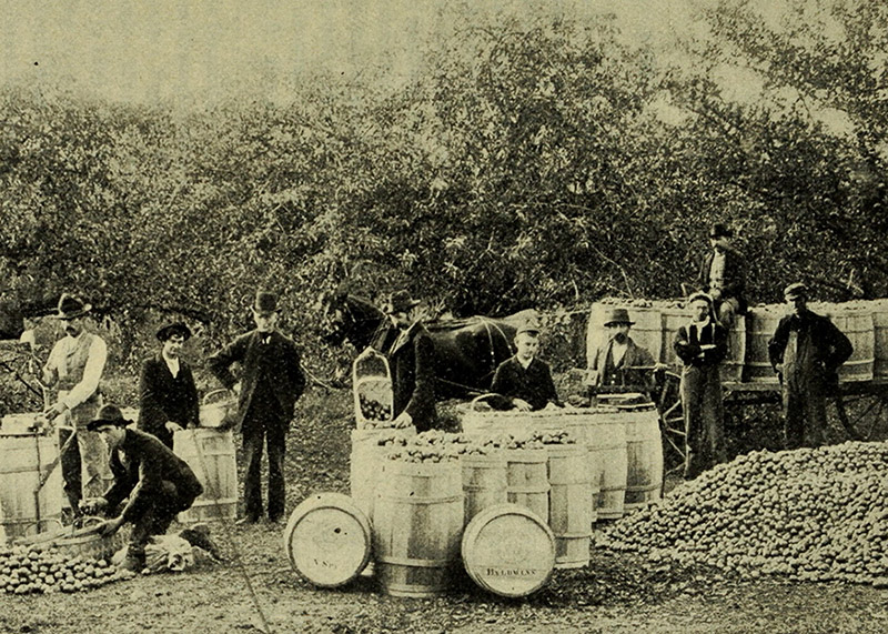 orchard.jpg