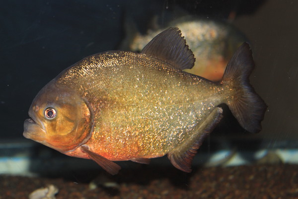 piranha.jpg