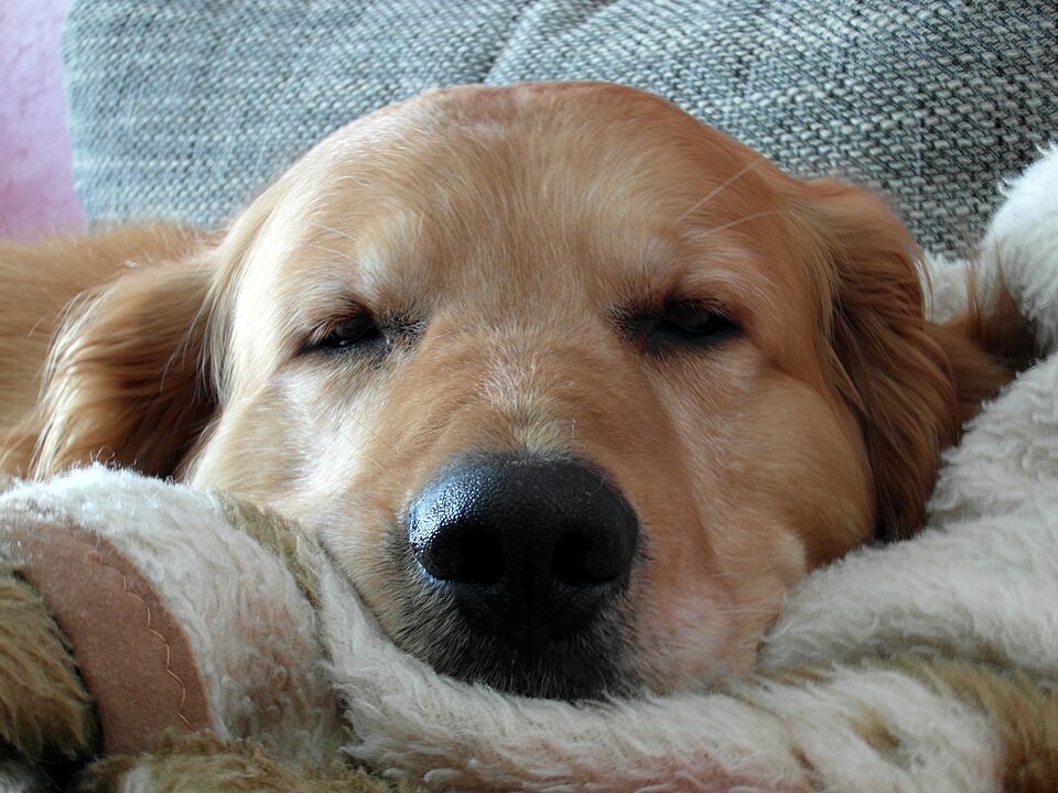 dog3.jpg