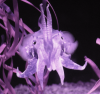 cubaloxus.png