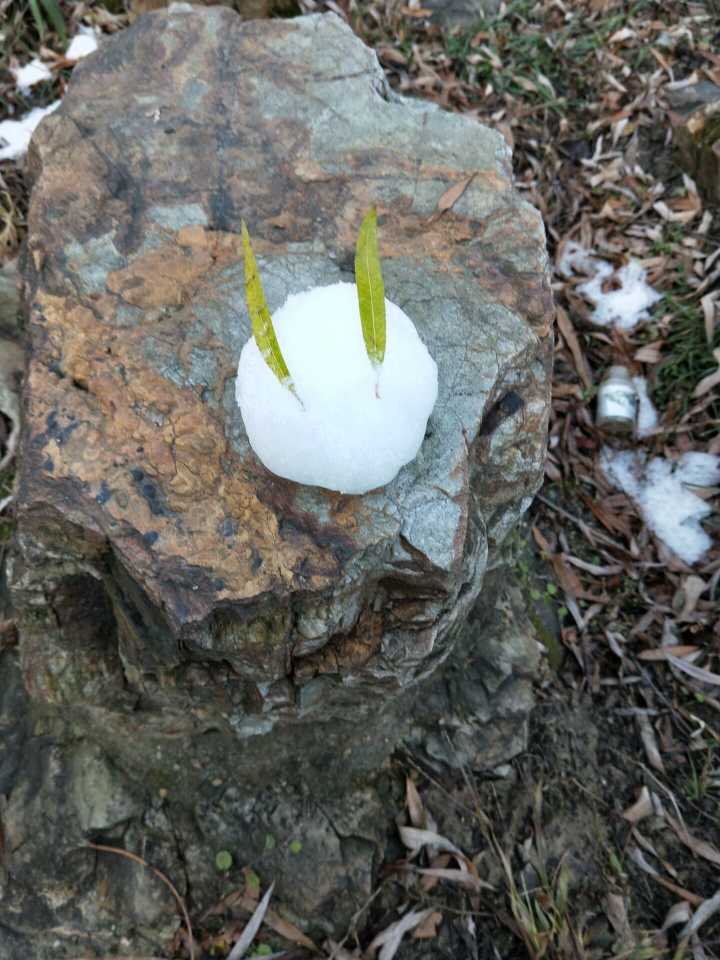 雪喵肉