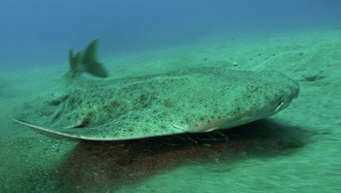 Squatina_squatina_tenerife.jpg