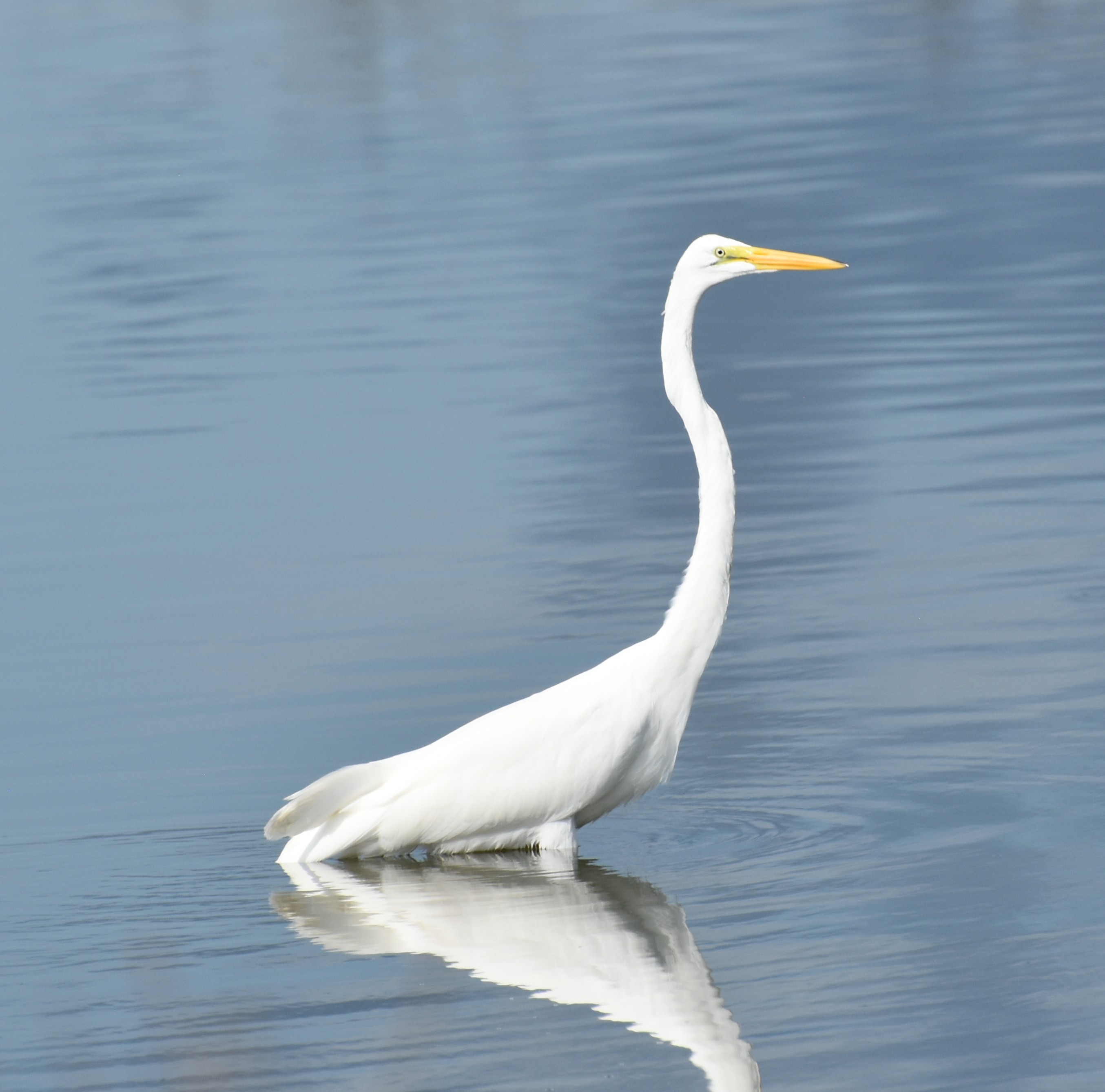 GreatEgret,Adult,Water.JPG