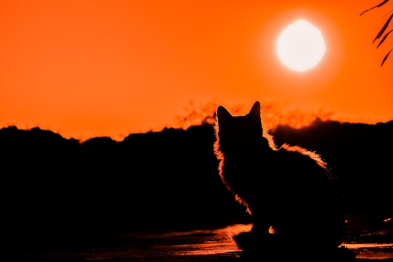 sunset-3008779_1280.jpg