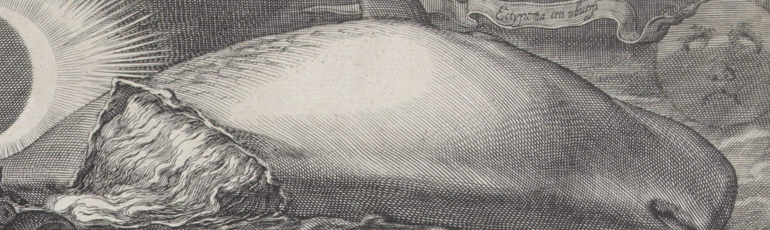 Whale6.jpg