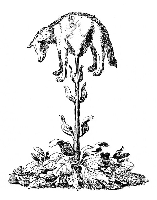 500px-Vegetable_lamb_(Lee,_1887).jpg