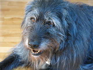 shaggy-dog.jpg