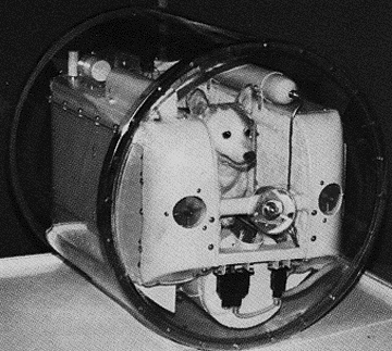 laika2.gif