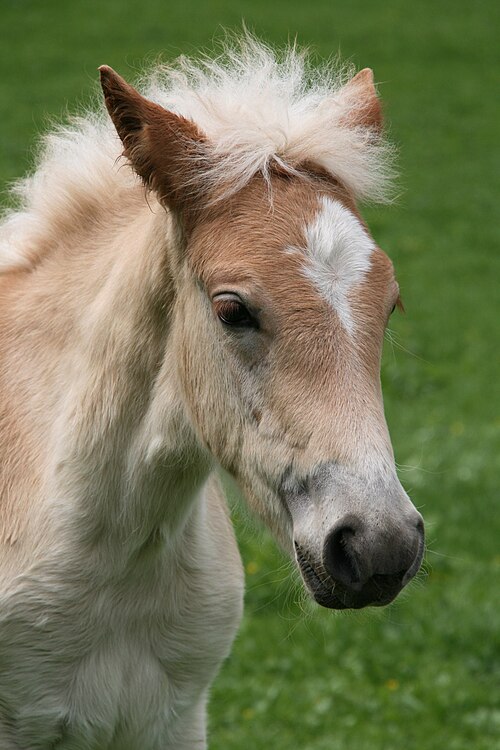 horse.jpg