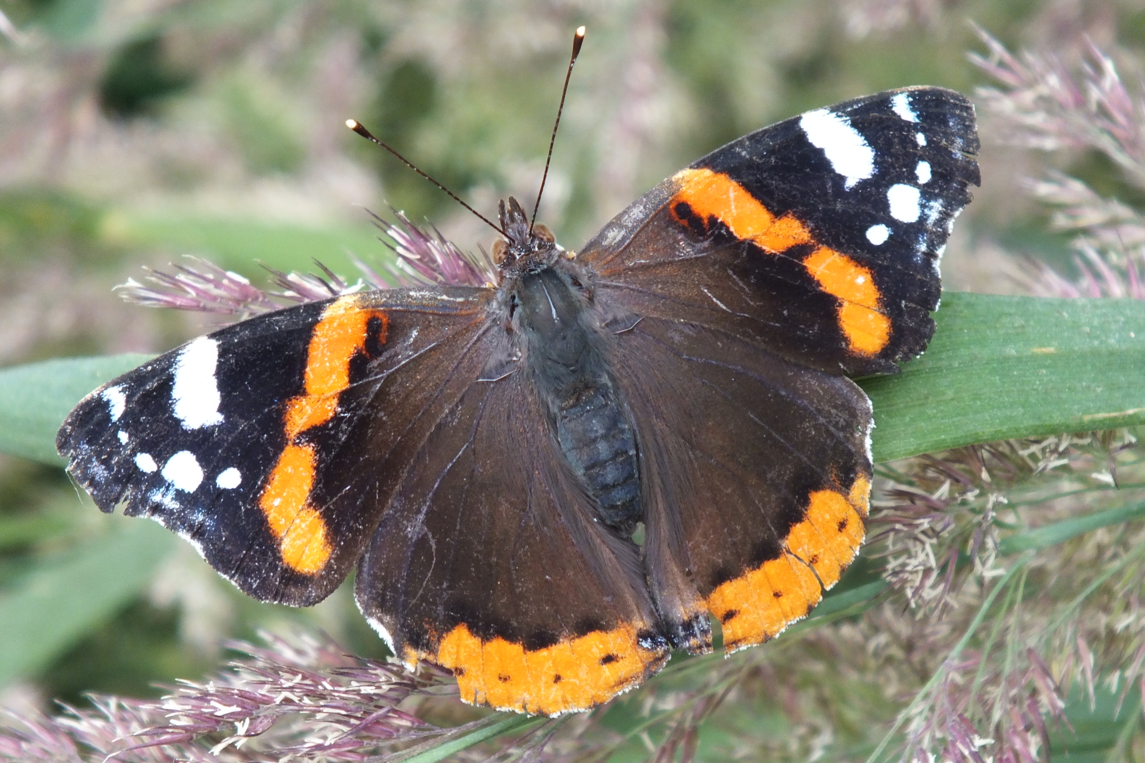 Vanessa_atalanta_–_in_Nature_Park_Velký_Kosíř_1.jpg