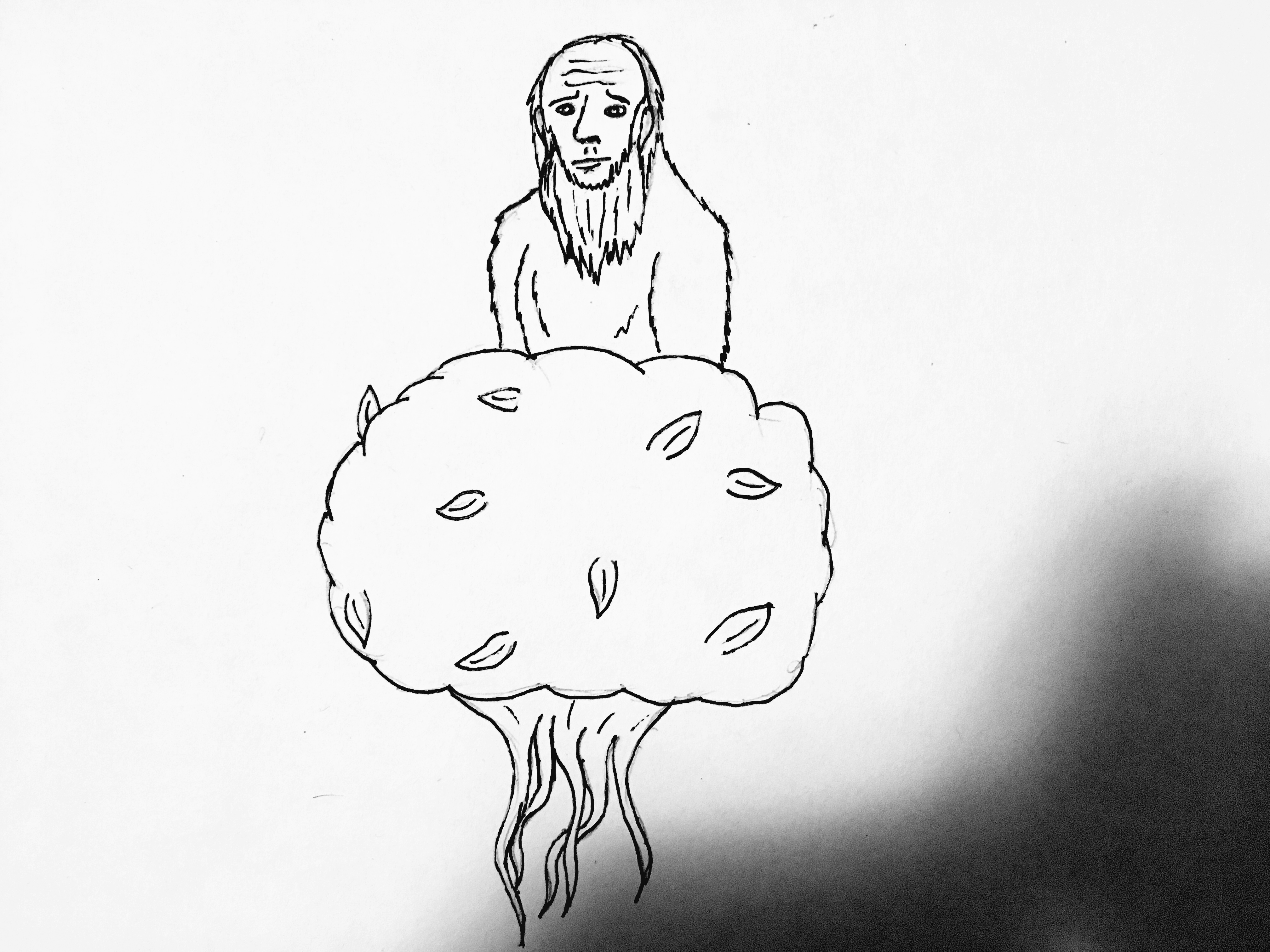 Bush