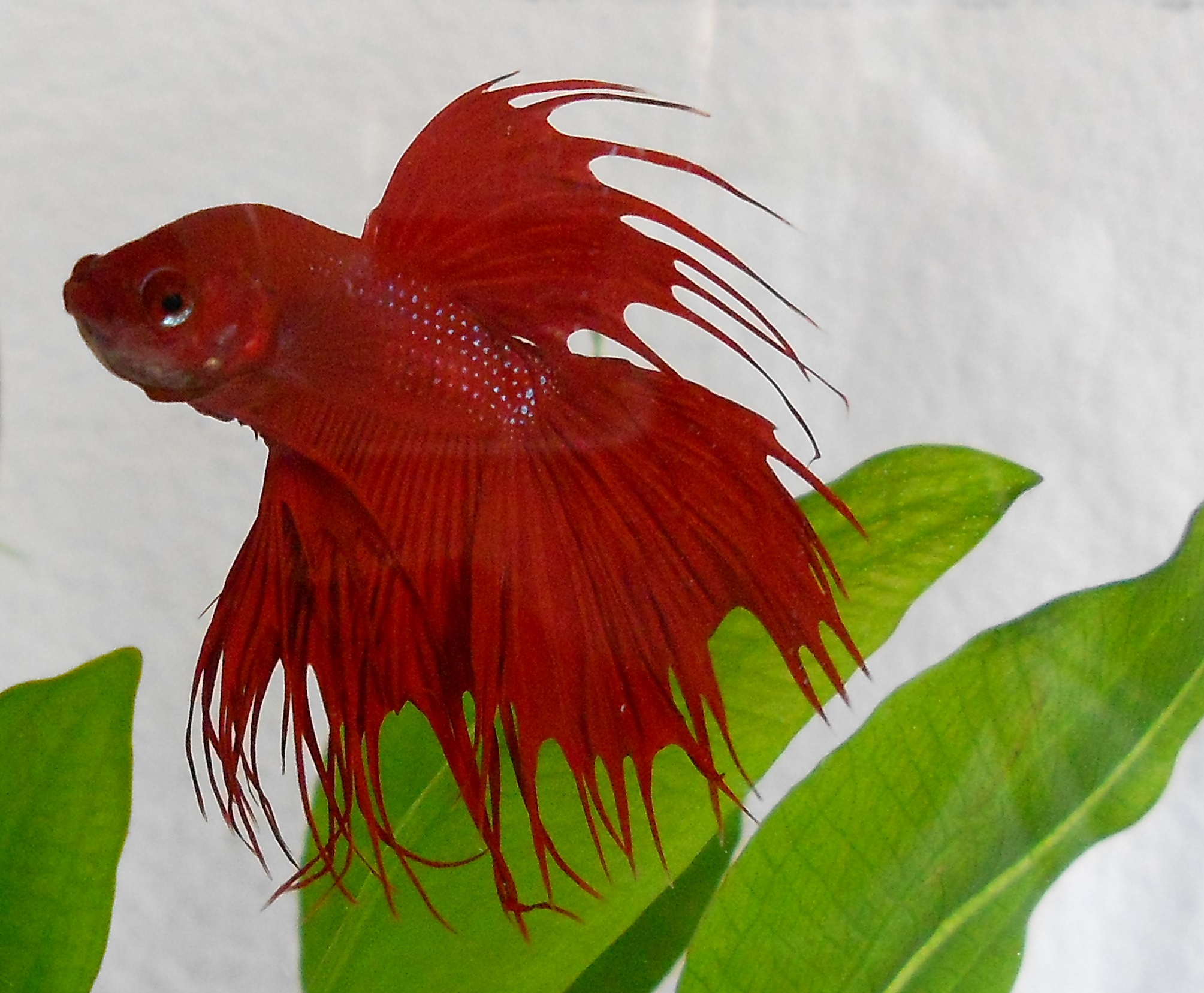 Renfish.jpg