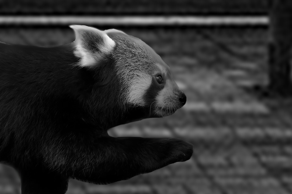 panda-3508141_960_720 PS.jpg