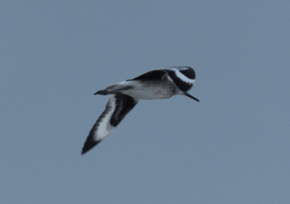 Willet,EasternBreedingAdult,Flying.JPG