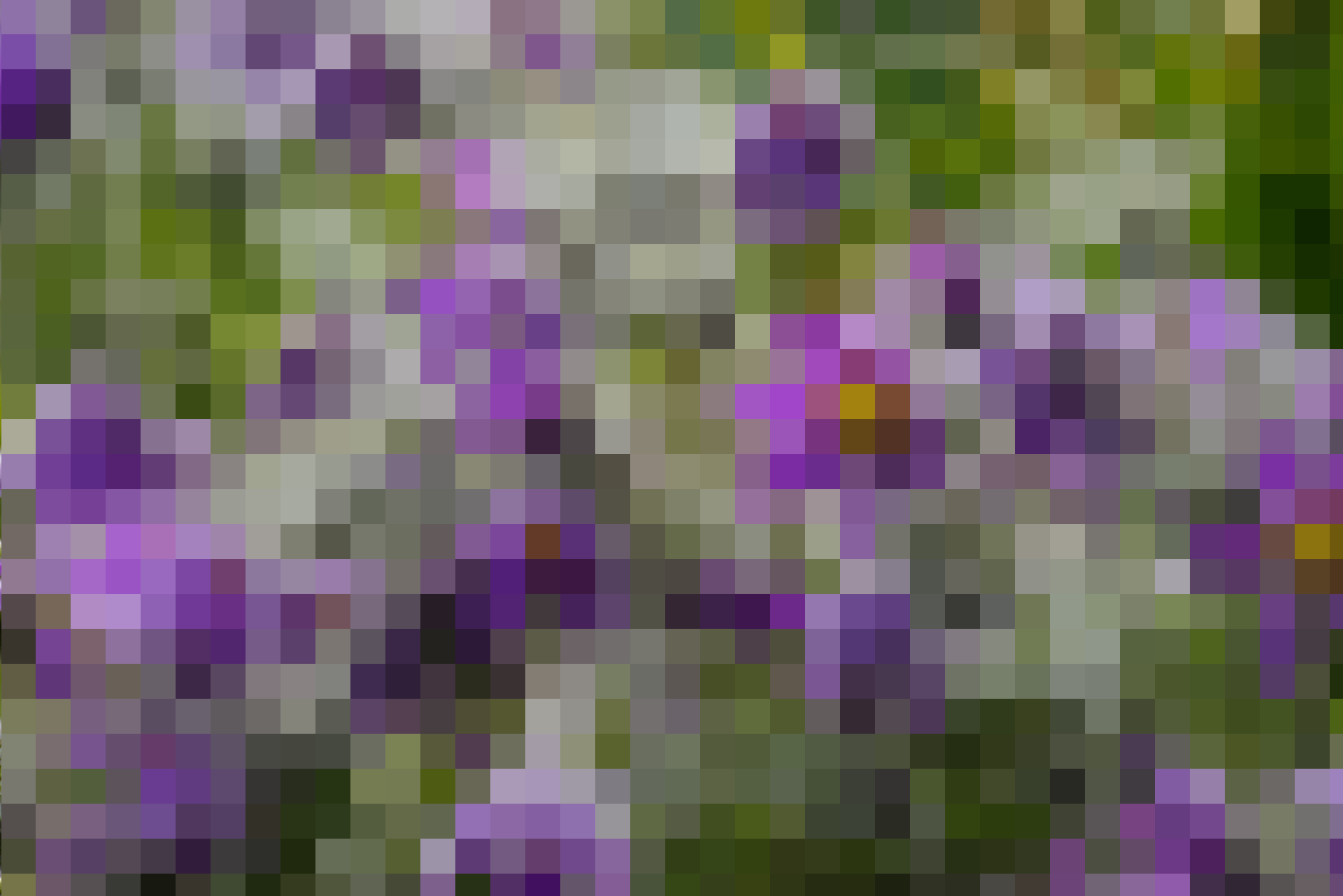 打码的花