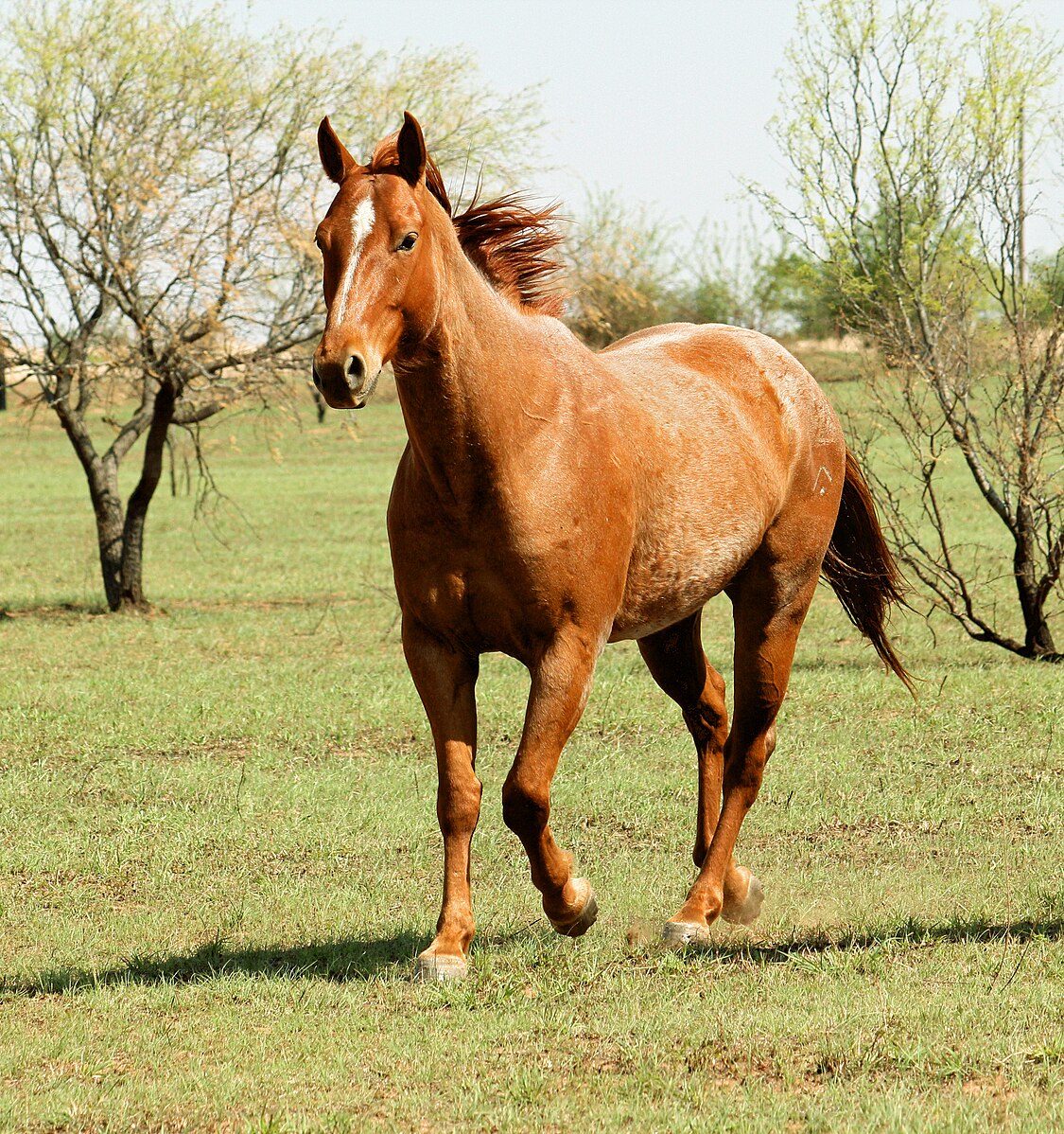 1125px-Red_roan_horse_trotting.jpg
