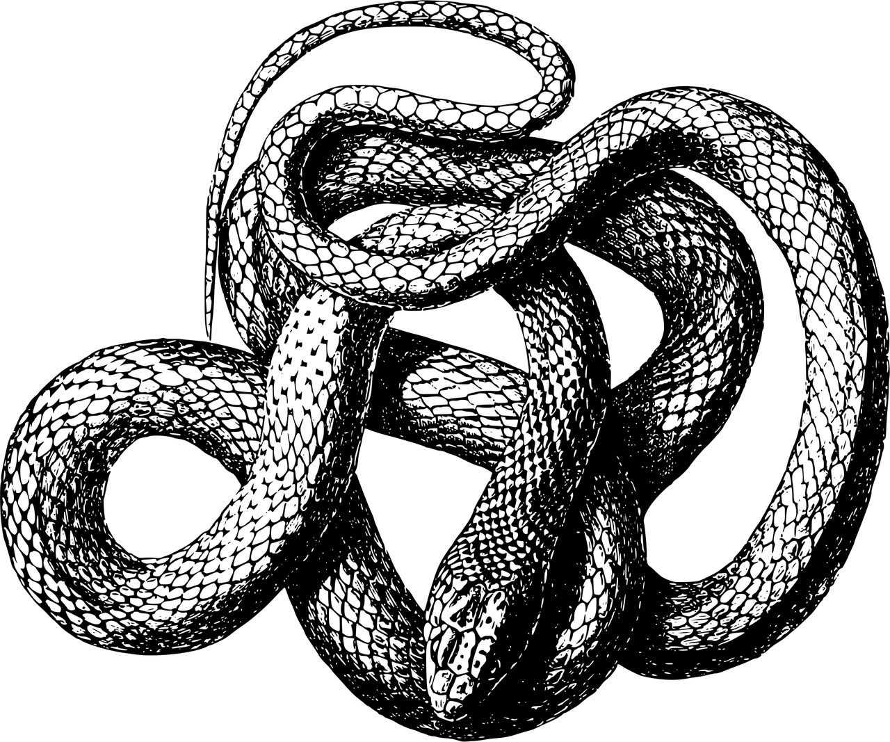 animal-1298878_1280.png