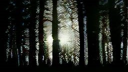 Forest Silhouette 2 CROPPED.jpg