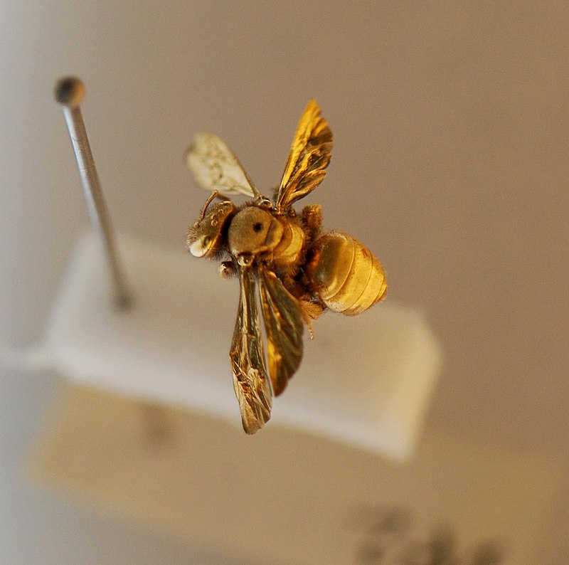 insect