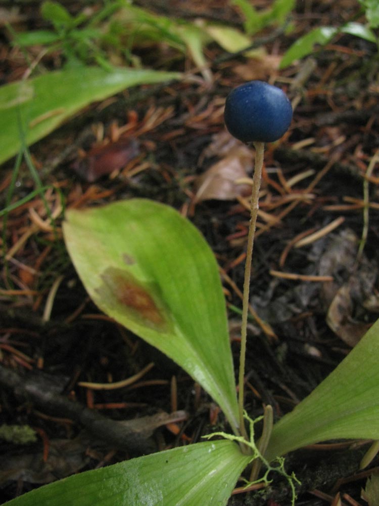 Clintonia uniflora.jpg
