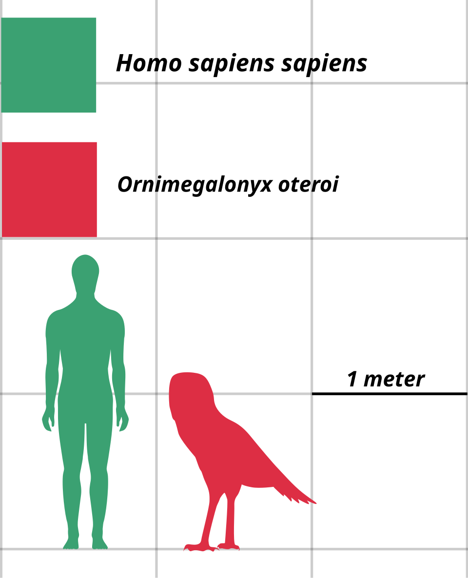 Homo_sapiens_VS_Ornimegalonyx_oteroi_size_comparison.svg.png