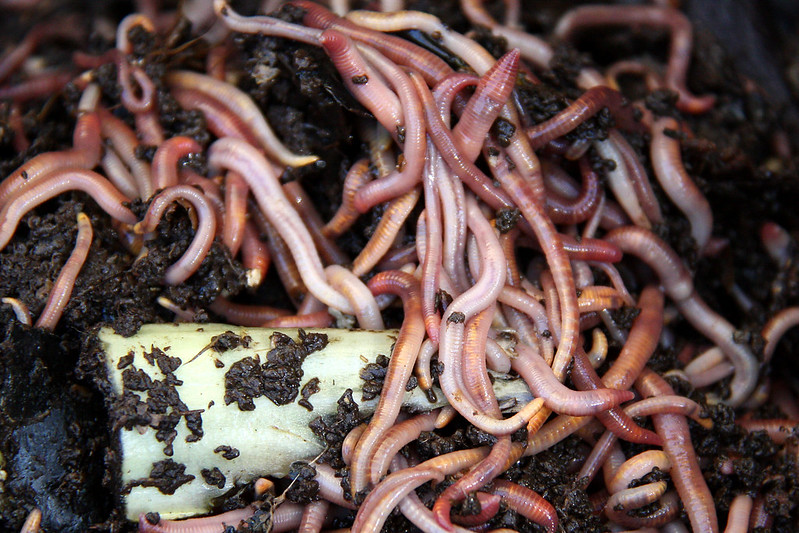 Dreadworms.jpg