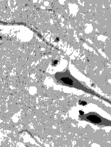 mary_d