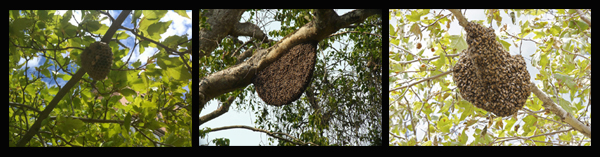 Daeva Parawatch - Beehives