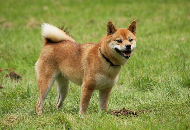 doge.jpg