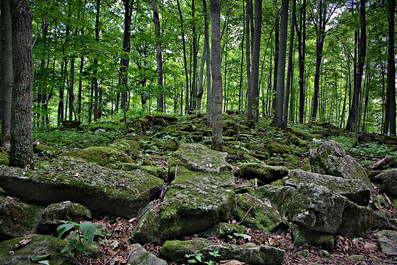 forest.jpg