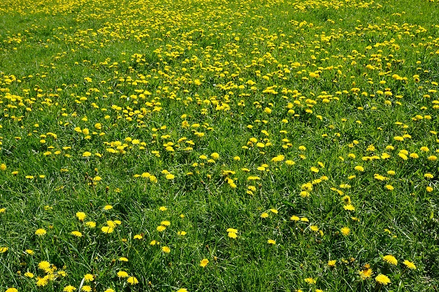 meadow-1387395_1920(1).jpg