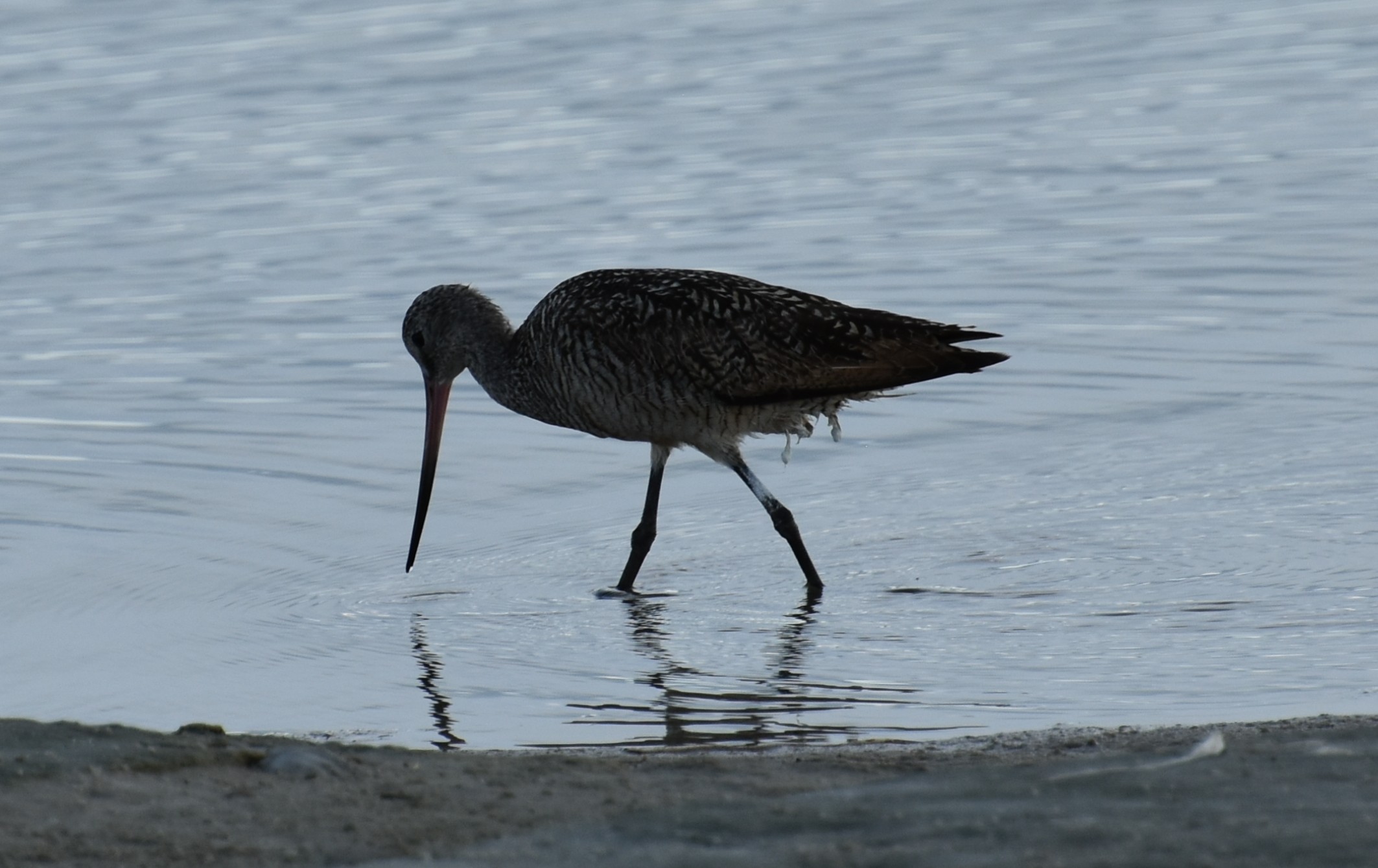 MarbledGodwit.JPG