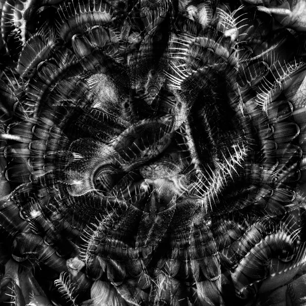 fractalwarning2.webp