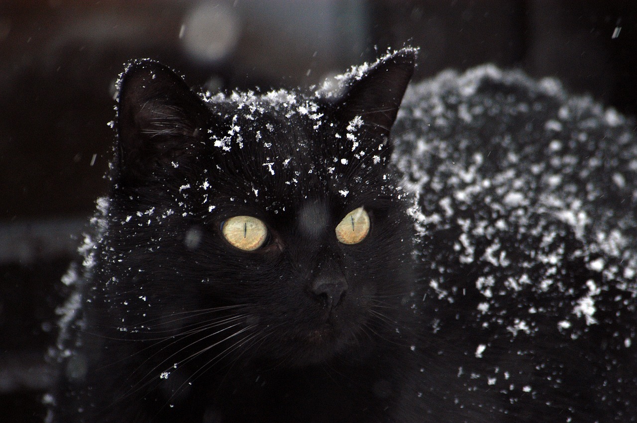 黑猫猫2
