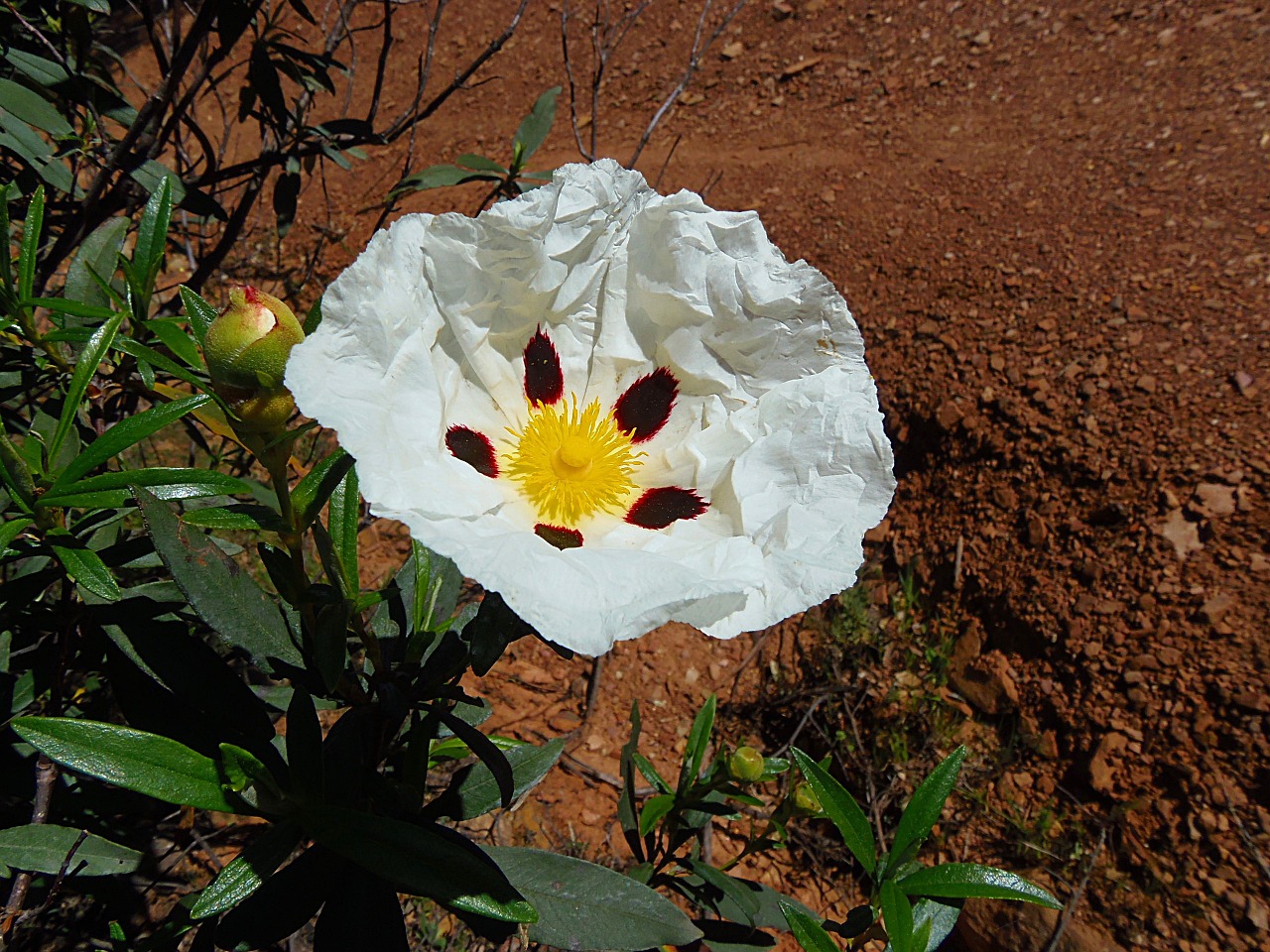 Cistus.jpg